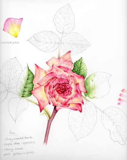 pink rose botanical illustration