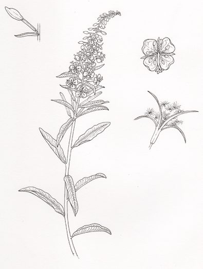 natural history illustration fof fireweed