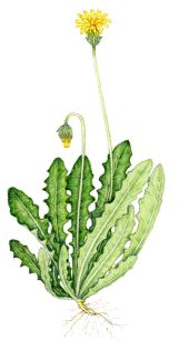 Rough hawkbit Leontodon hispidus