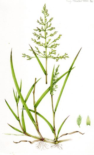 Natural history illustration of rough meadow grass