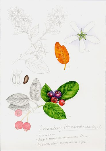 natural history illustration of service berry