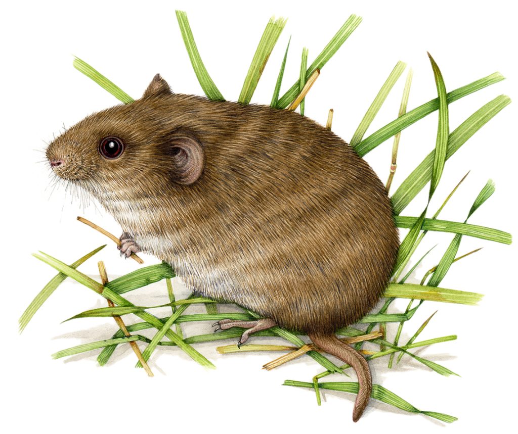 Field vole natural history illustration