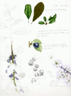 Sloe Prunus spinosa sketchbook study