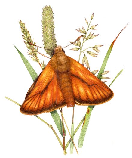 Entomological illustration of small skipper