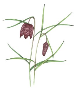 Snake’s head fritillary Fritillaria meleagris
