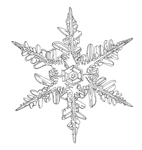 natural history illustration of one ice crystal snow flake