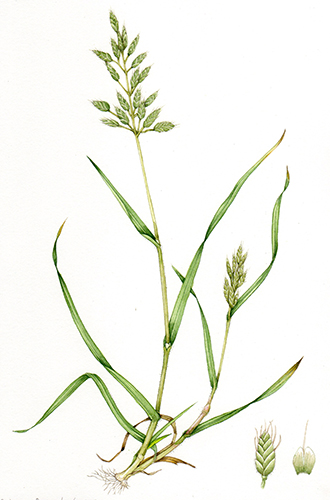 natural history illustration of brome grass