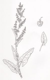 Sorrel Rumex acetosa