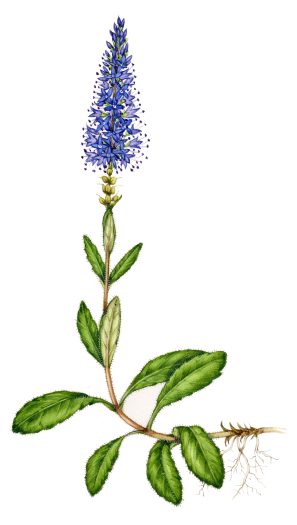 natural history illustration of Spiked speedwell