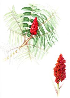 Staghorn sumac Rhus typhina sketchbook study