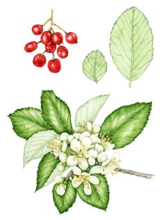 Stirtons Whitebeam Sorbus stirtoniana