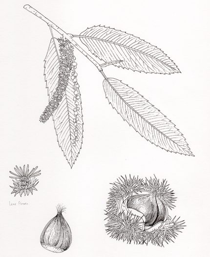 Natural history pen and ink illustration of sweet chestnut