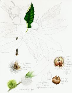 Sweet chestnut Castanea sativa