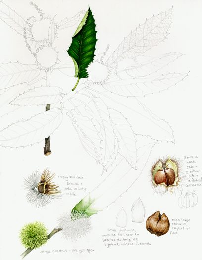 natural history illustration of the sweet chest nut