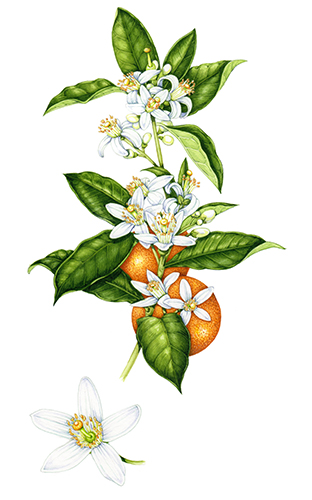 natural history illustration of the orange plant