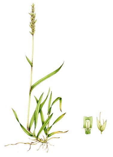 Natural history illustration of vernal grass