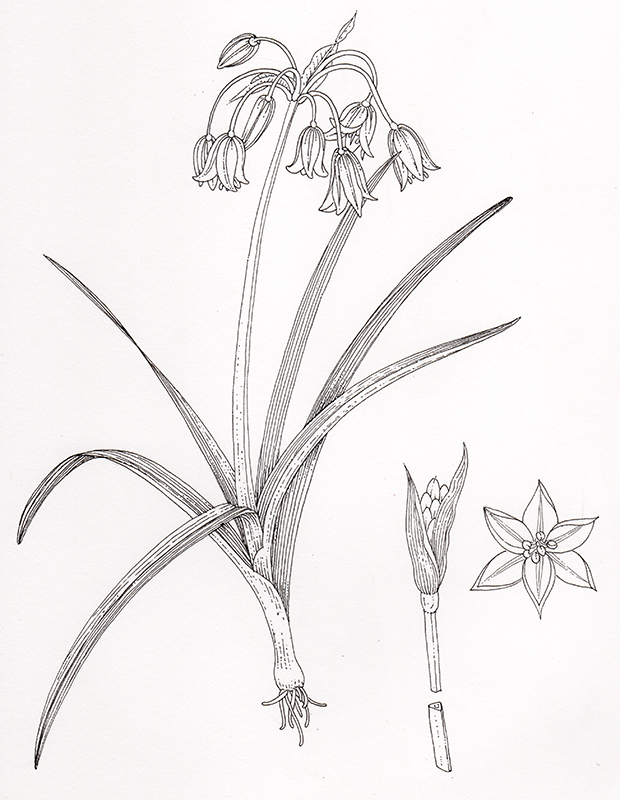 botanical illustration of 3 cornered leek