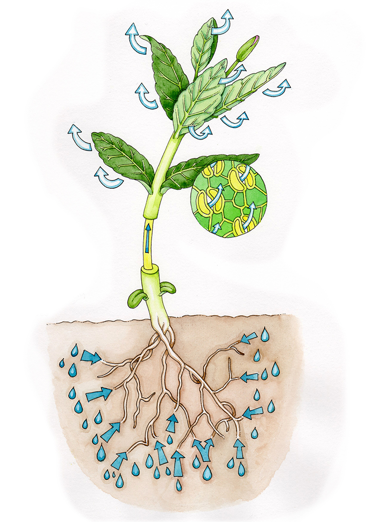 Japanese Knotweed Botanical illustrations and diagrams Lizzie Harper
