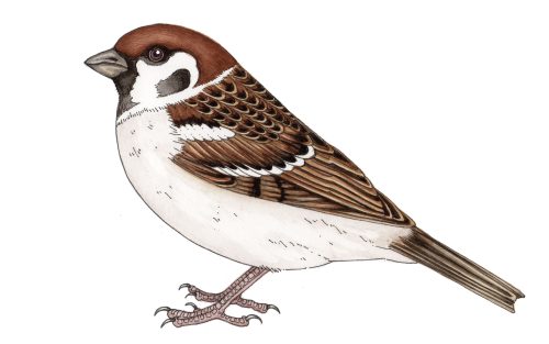 Natural history illustration of tree sparrow