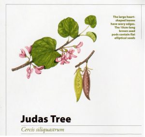 Trees and how to grow them