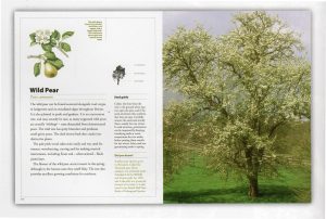 Trees and how to grow them