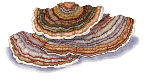 natural history illustration of turkey tail fungi