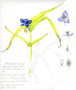Virginia spiderwort Tradescantia virginiana