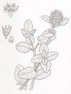 natural history illustration of water mint