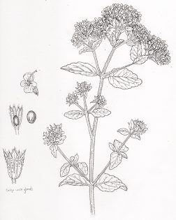 Wild marjoram Origanum vulgare