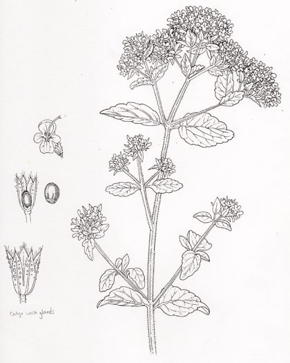 Natural history illustration of the wild marjoram herb