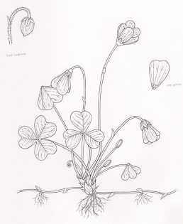 Wood Sorrel – SOLD –