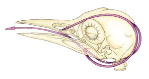 Woodpecker skull with hyoid horns