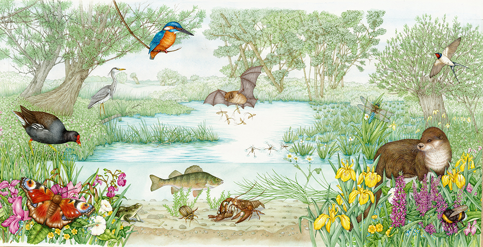 Pond in a water meadow landscape with plants and animals - Lizzie Harper