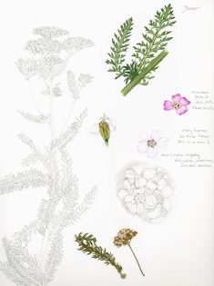 Yarrow Achillea millefolium sketchbook study