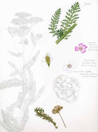 botanical illustration sketch of yarrow
