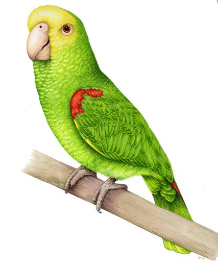 natural history illustration of a green parrot