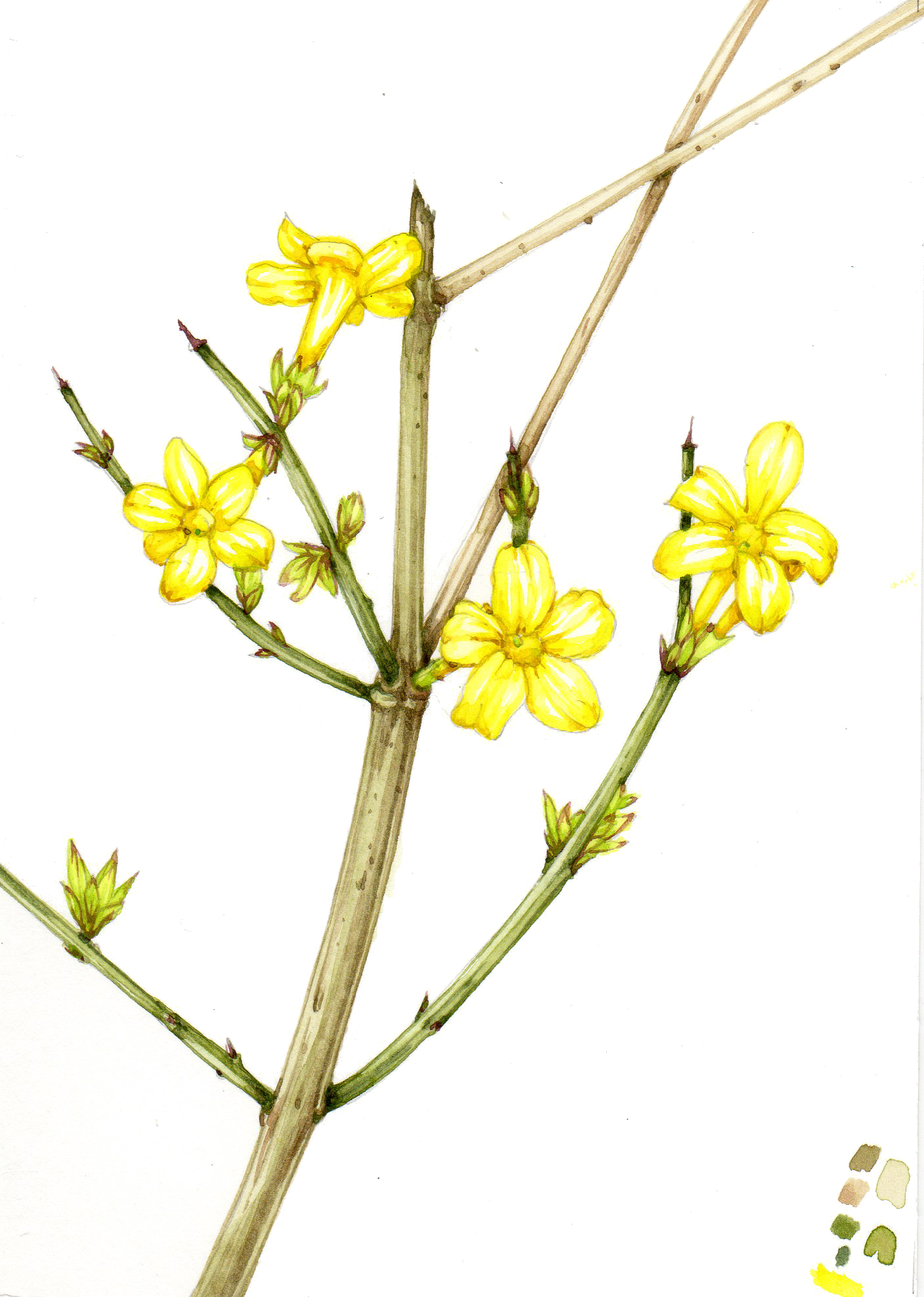 winter jasmine