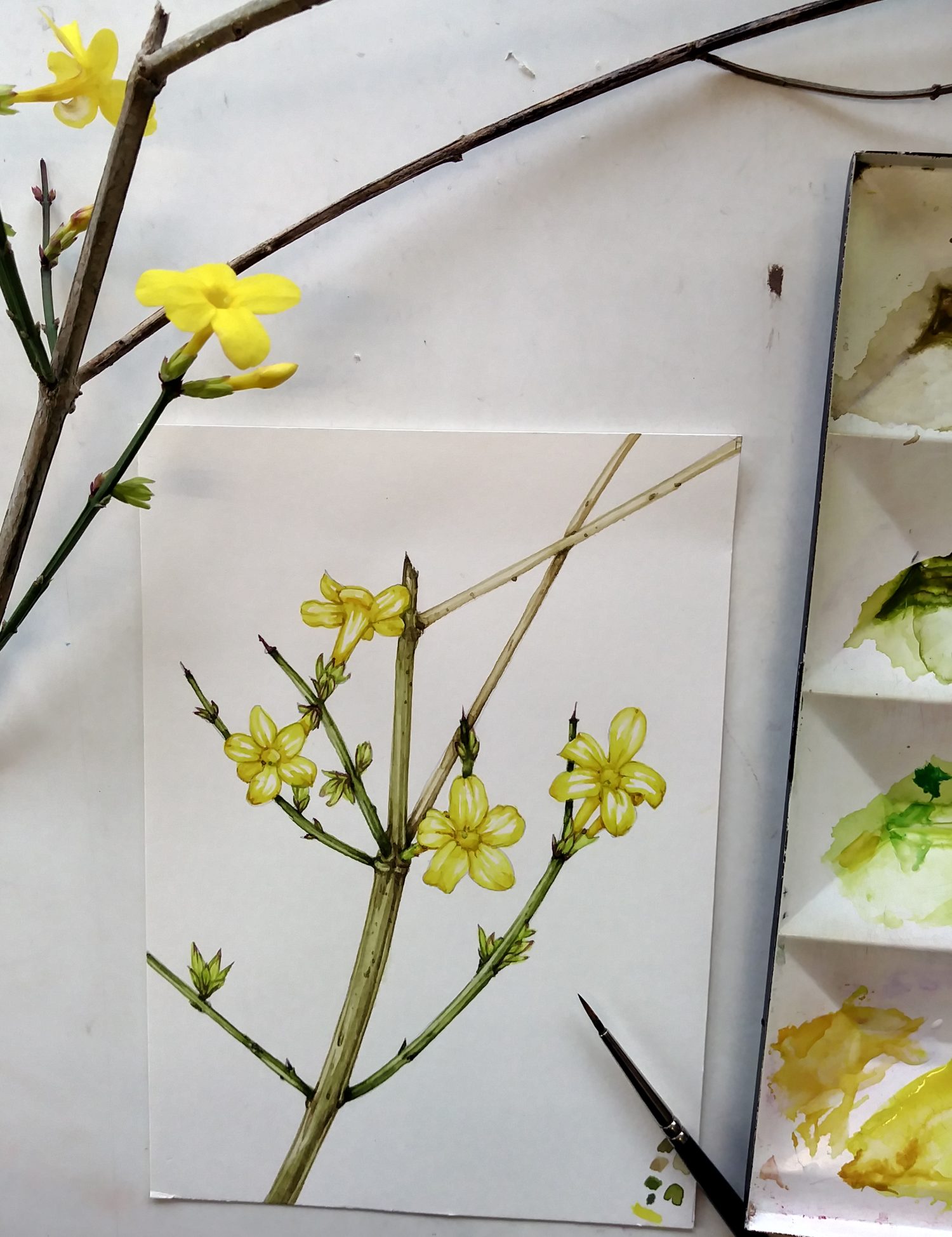 Step by Step winter jasmine sketchbook study Lizzie Harper