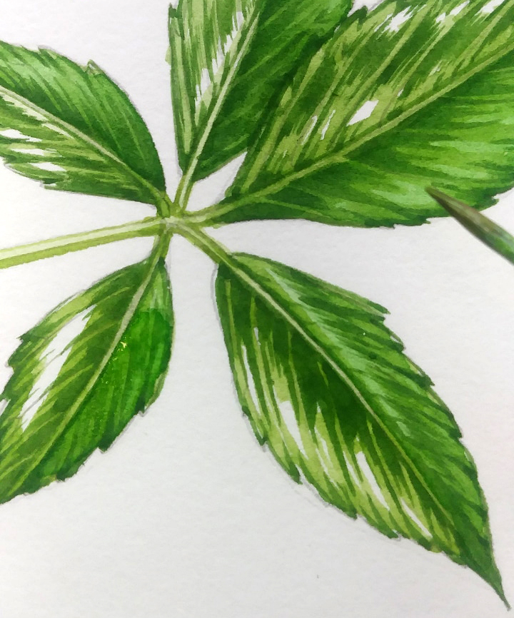 Botanical Illustration: Compound and Simple leaves - Lizzie Harper