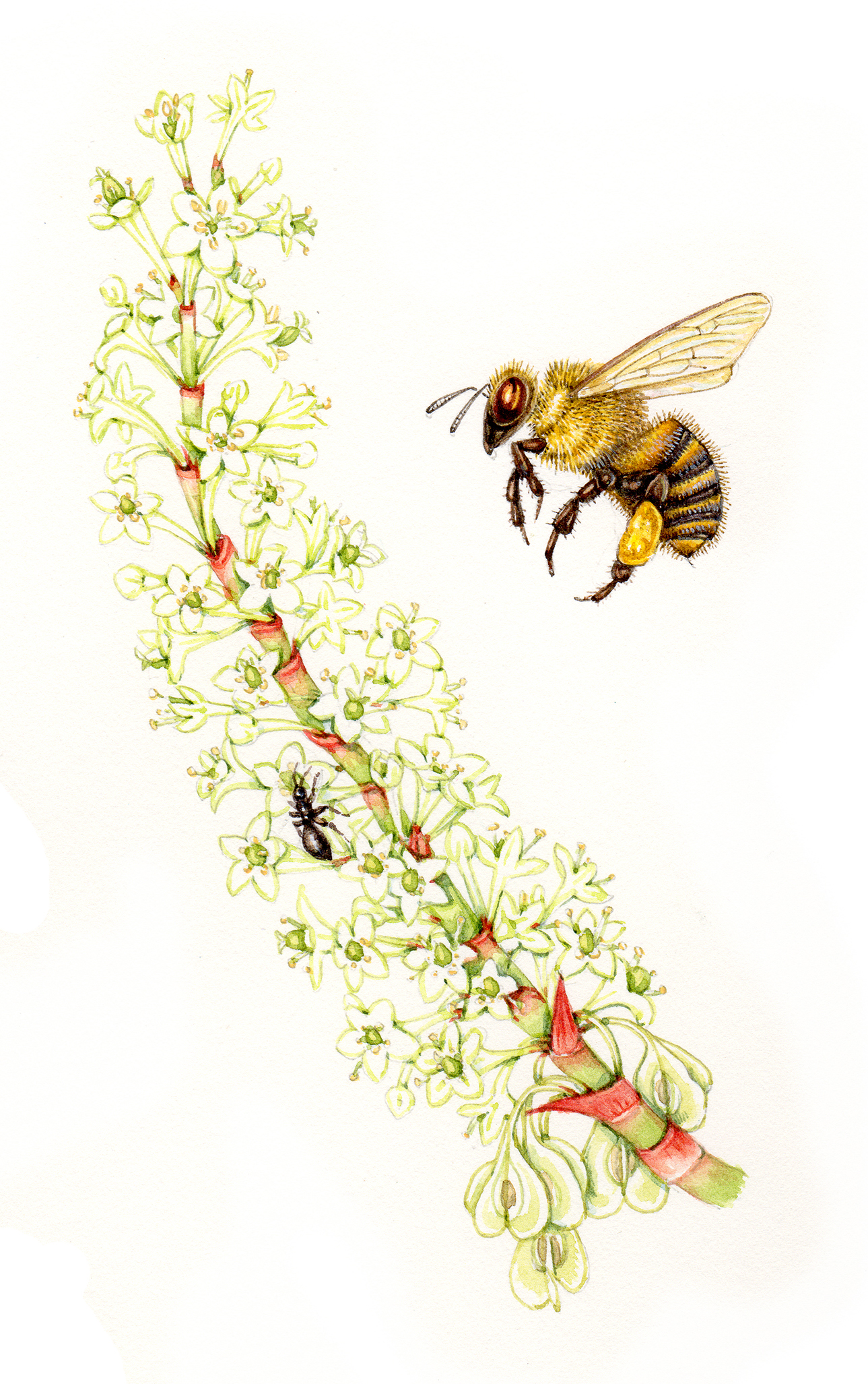 Illustrating a Bumble bee - Lizzie Harper