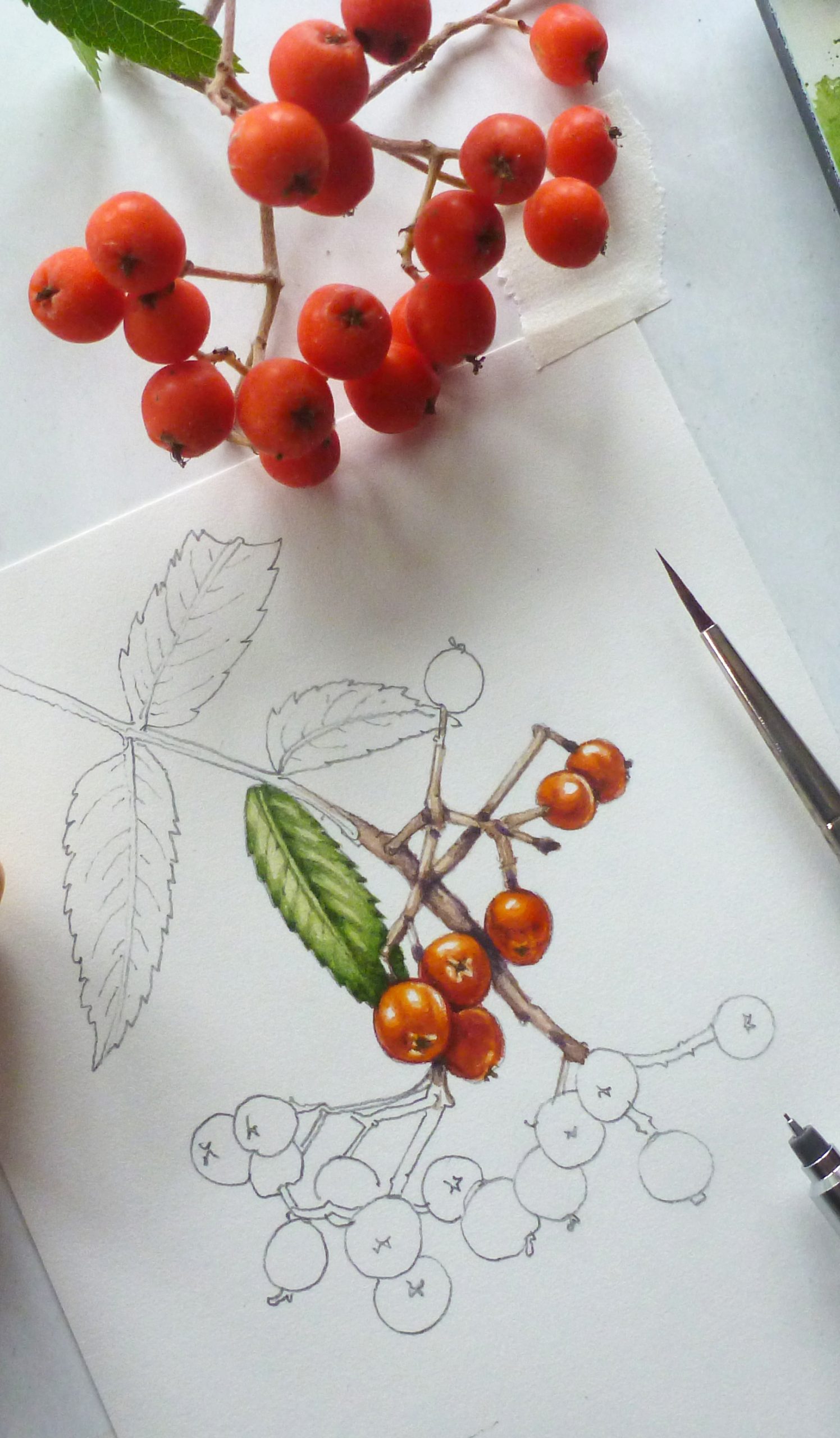 Botanical Illustration: Compound and Simple leaves - Lizzie Harper