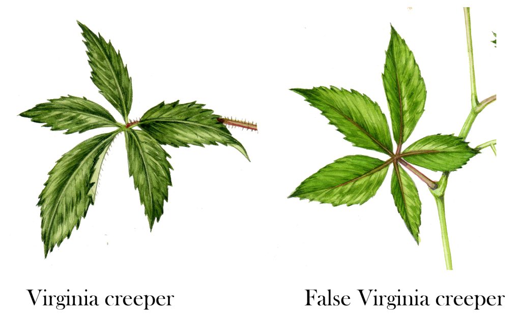 Wednesday Weed – Virginia Creeper