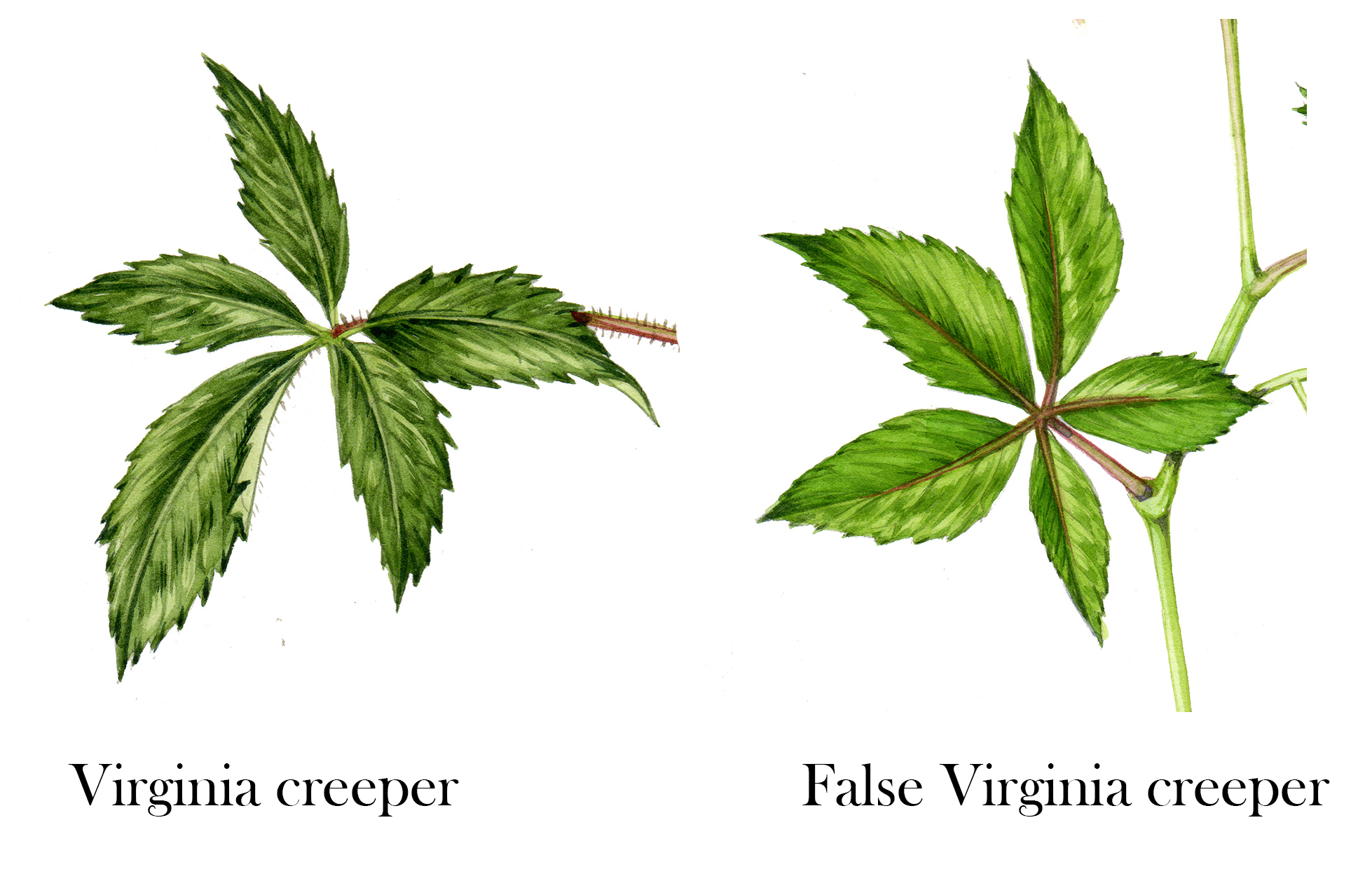 What's the difference between Virginia creeper and False Virginia