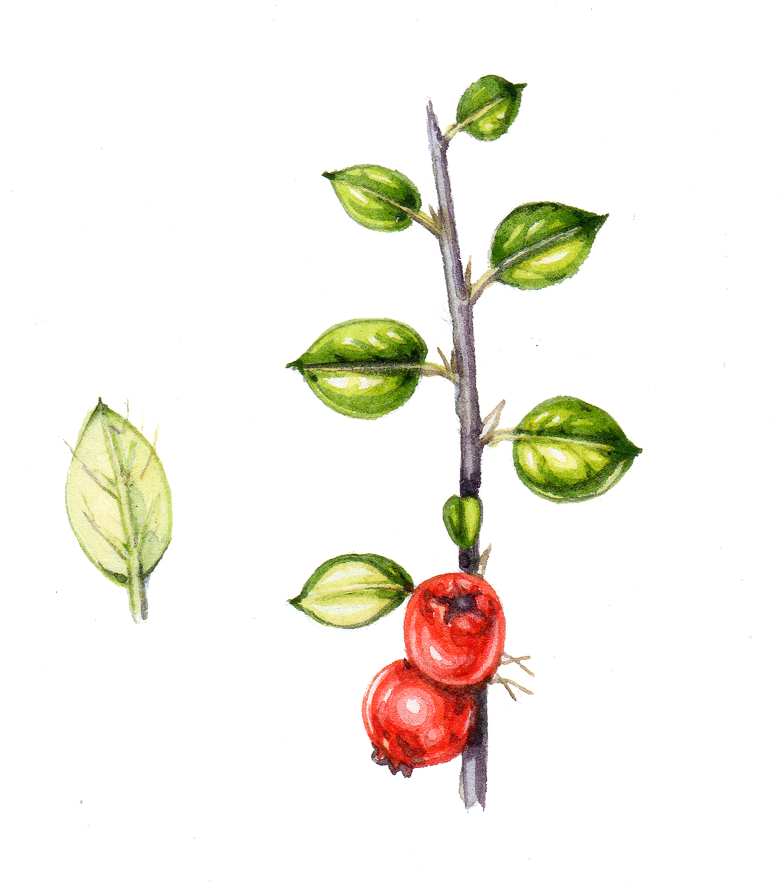 Wall contoneaster Cotoneaster horizontalis botanical illustration by Lizzie  Harper - Lizzie Harper