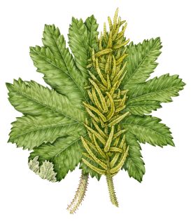 Brazilian Giant Rhubarb – SOLD –