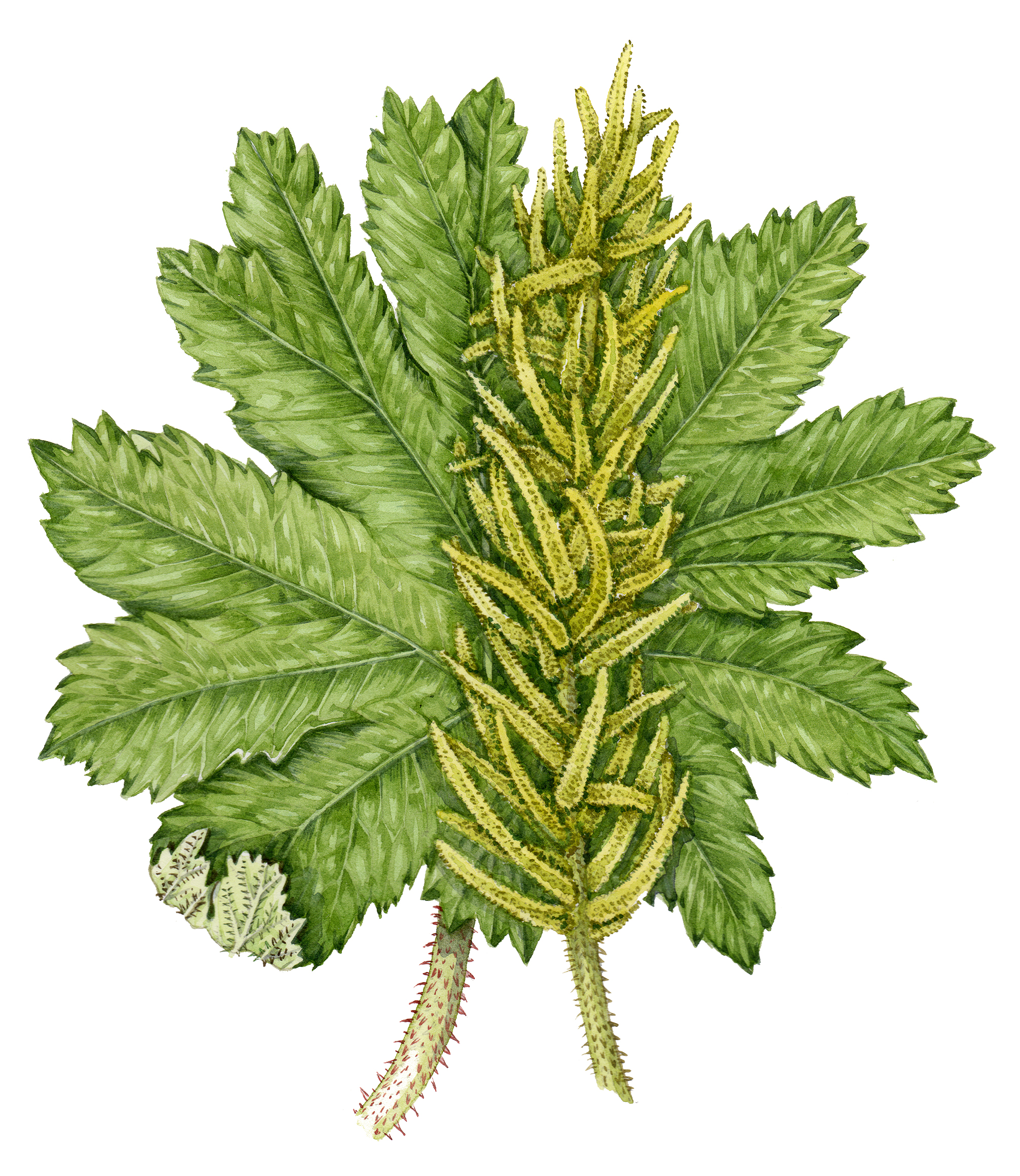 Brazilian Giant Rhubarb