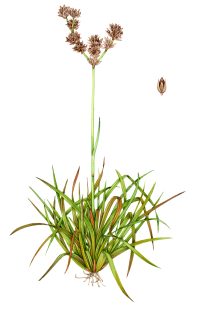 Broad leaved rush Juncus planifolius