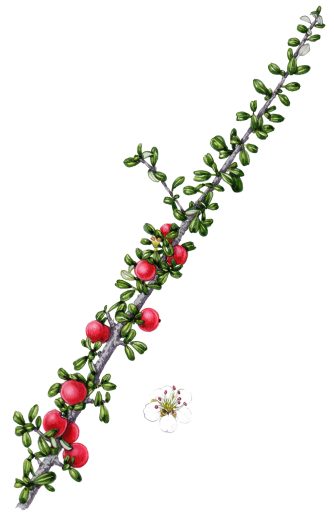 Entire leaved Cotoneaster Cotoneaster‌ integrifolius botanical illustration by Lizzie Harper