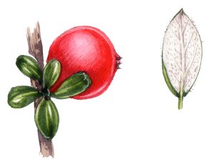 Entire leaved cotoneaster Cotoneaster integrifolius