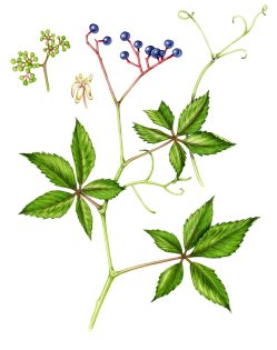 False Virginia creeper Parthenocissus inserta